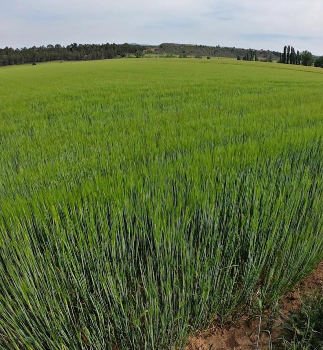 Casa Rural Guadiela II San Pedro Palmiches Eksteriør bilde